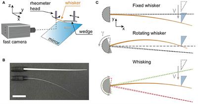 Whisker Contact Detection of Rodents Based on Slow and Fast Mechanical Inputs